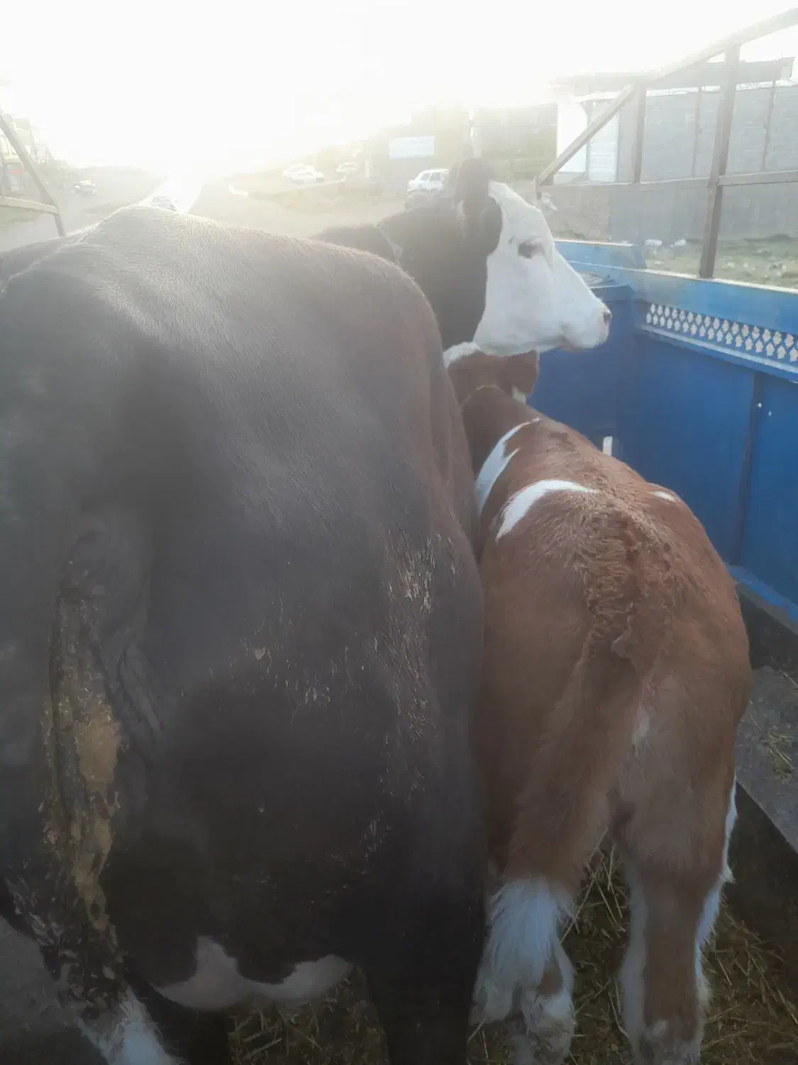 خرید فروش هر نوع گاو و گوساله افتاده پاشکسته قصر|حیوانات مزرعه|قیدار, |دیوار