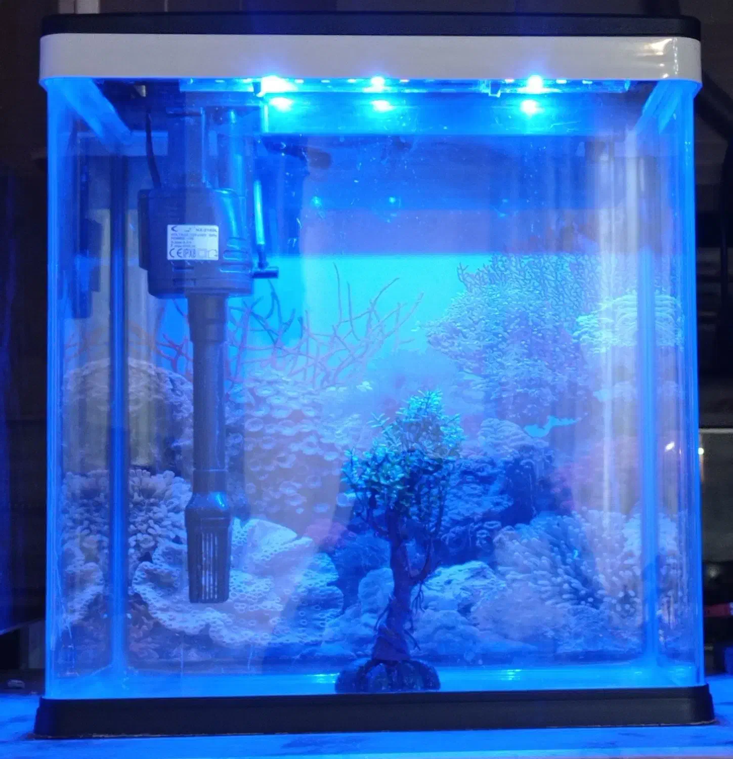 آکواریوم|ماهی|زابل, |دیوار