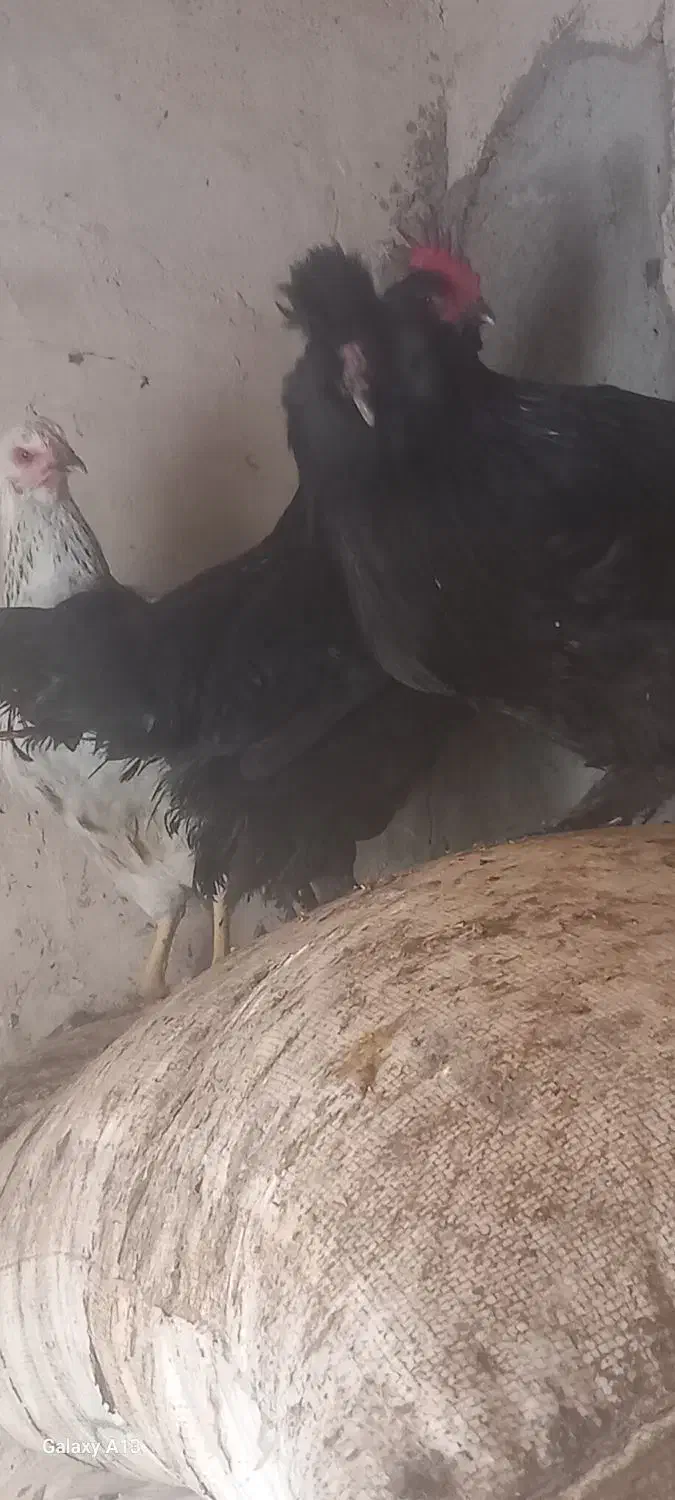 خروس و۲عدد مرغ|حیوانات مزرعه|تبریز, |دیوار