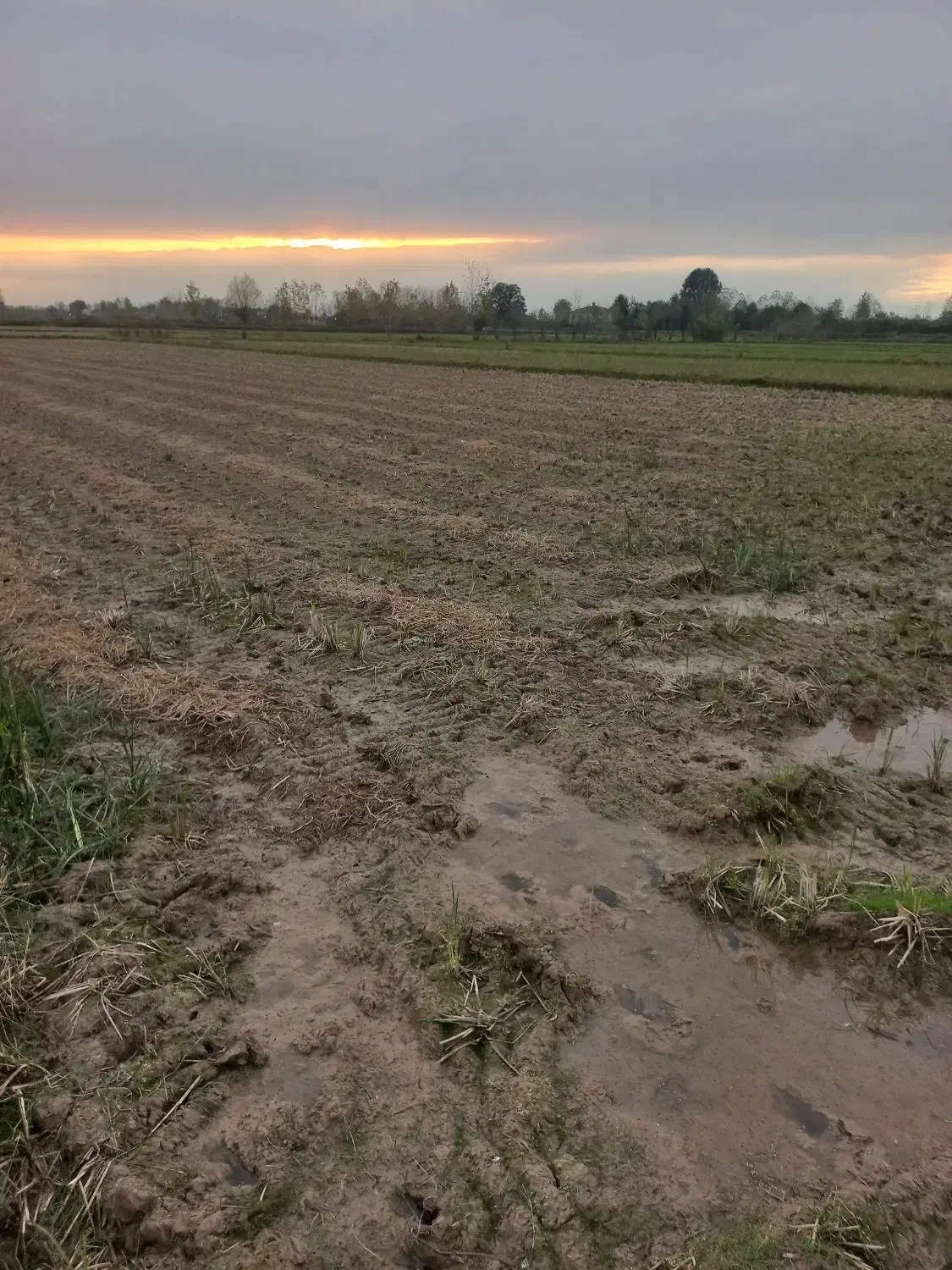 زمین کشاورزی 1500متر|فروش دفتر صنعتی، کشاورزی، تجاری|لشت نشا, |دیوار