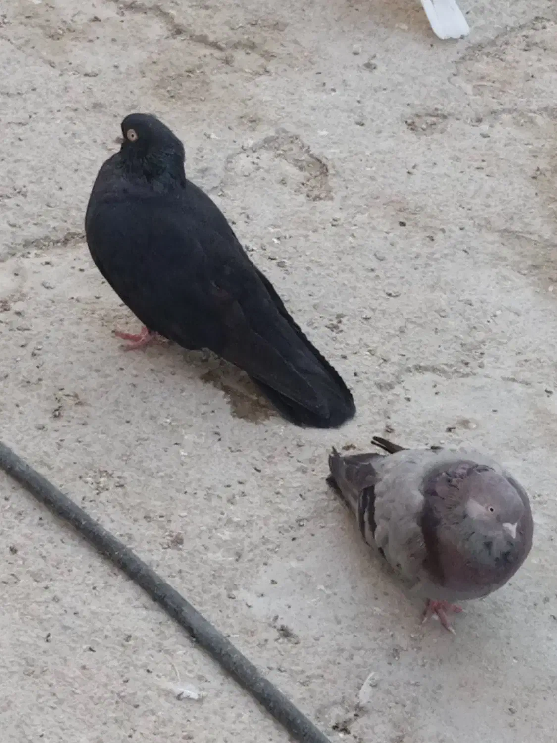 کبوتر سیاه و سبز بلند و کمیاب|پرنده|سعدآباد, |دیوار