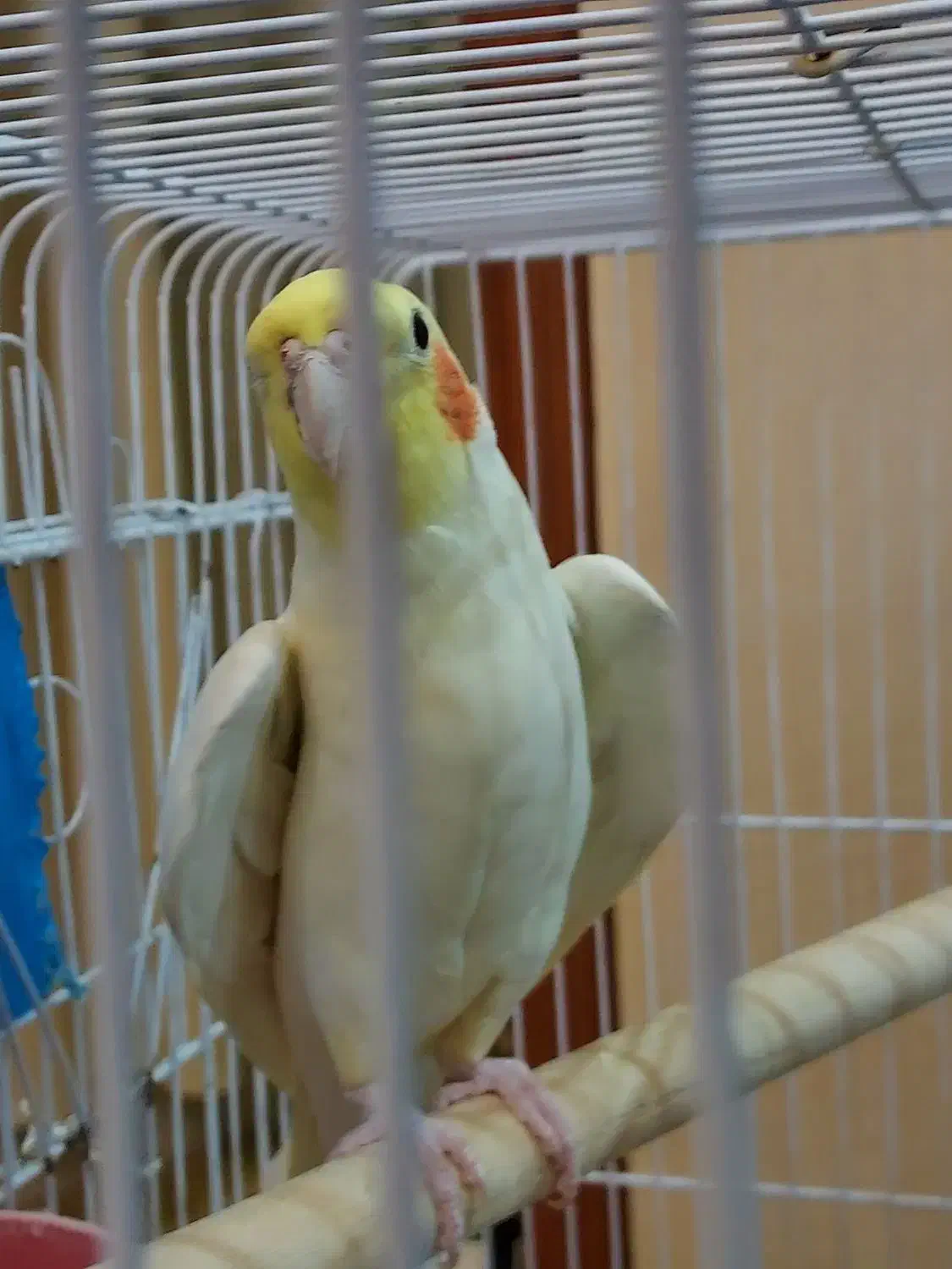 طوطی عروس هلندی لوتینو نر|پرنده|اردبیل, |دیوار