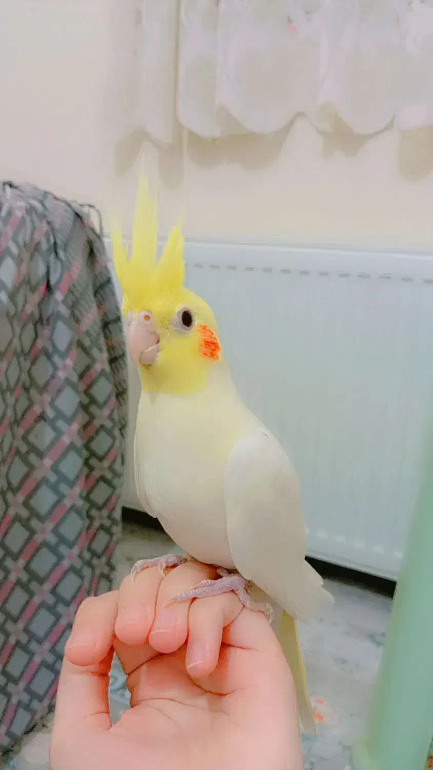 عروس هلندی مولد با سه جوجه|پرنده|هرسین, |دیوار