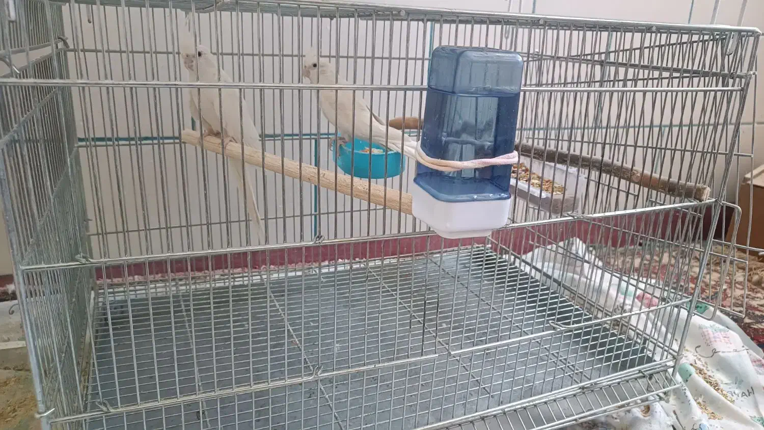 عروس هلندی|پرنده|شهرکرد, |دیوار