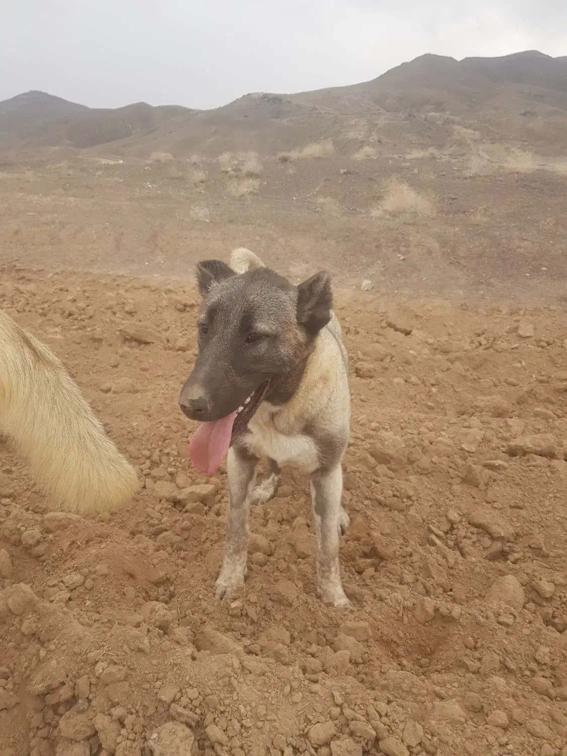 سگ سرابی|سگ|مشکان, |دیوار