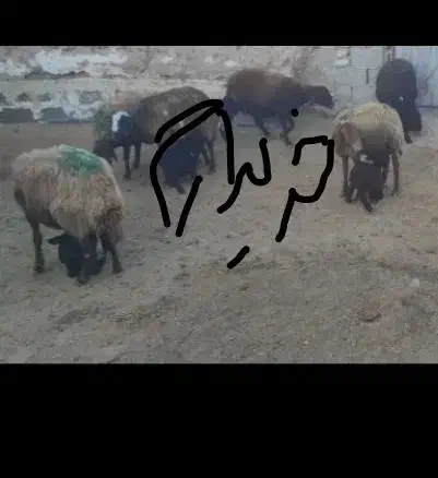 گوسفندبره دار جوان|حیوانات مزرعه|اردبیل, |دیوار