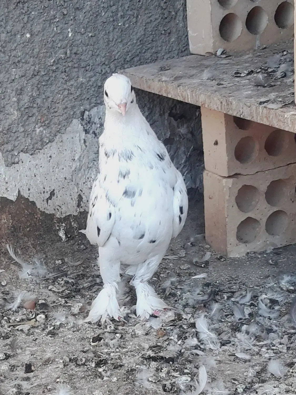 کفتر سرور|پرنده|قم, چهل درخت|دیوار