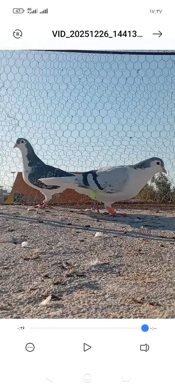 ساده|پرنده|زاهدان, |دیوار