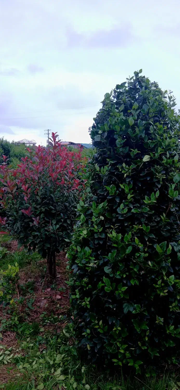 یاس هلندی لوکس و فتونیا تنه قوی|گل و گیاه طبیعی|رودسر, |دیوار