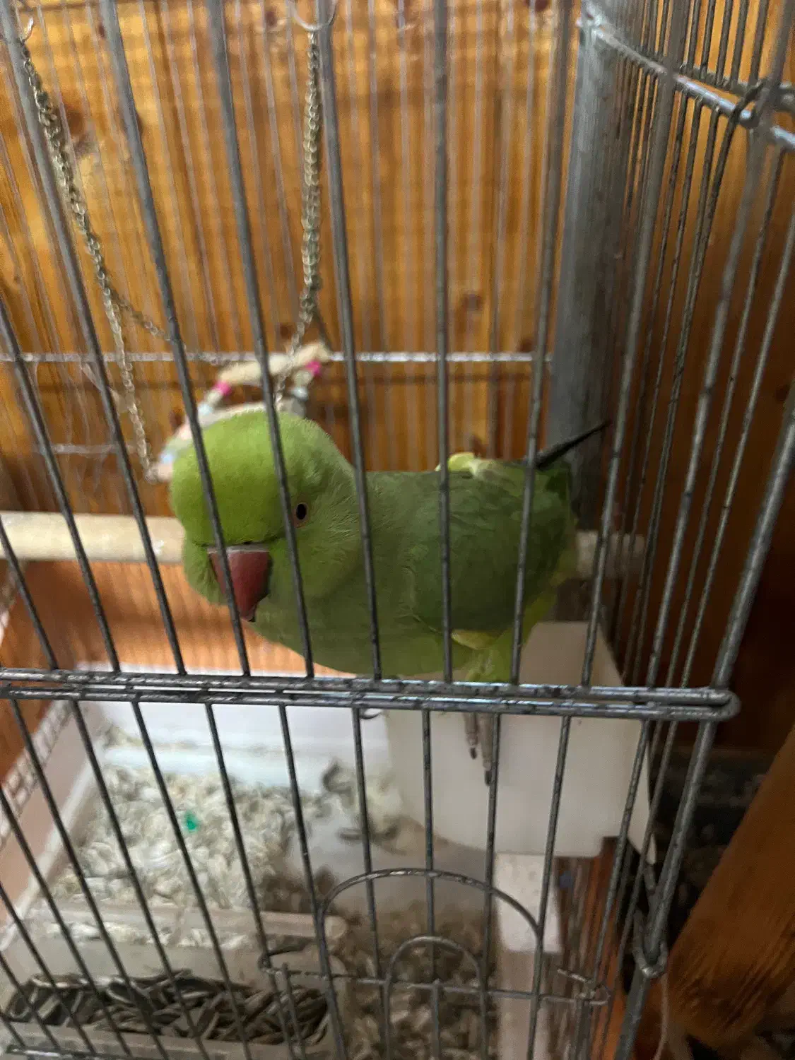 ملنگو ماده + قفس|پرنده|رویان, |دیوار