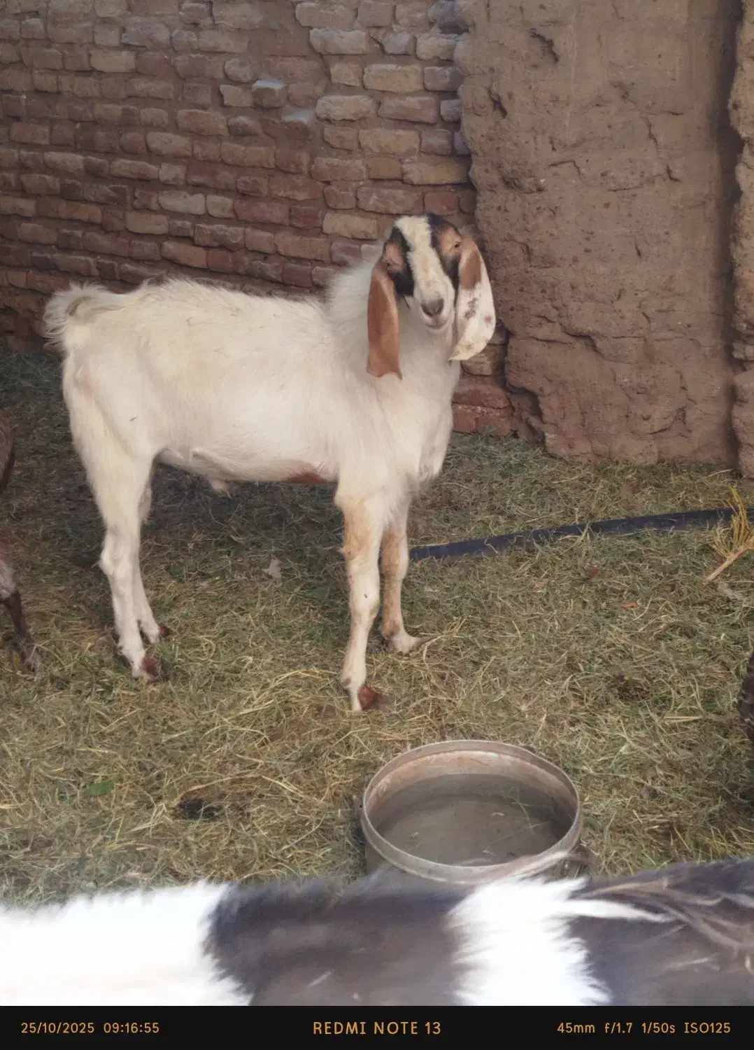 محمد اباد شیخ|حیوانات مزرعه|نرماشیر, |دیوار