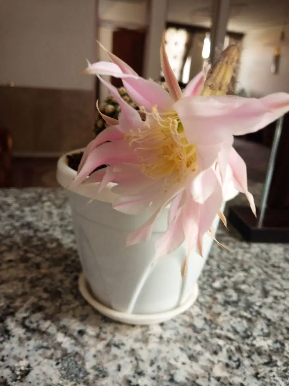 گل‌های زیبا و طبیعی کادوروزمادر|گل و گیاه طبیعی|کرمانشاه, |دیوار