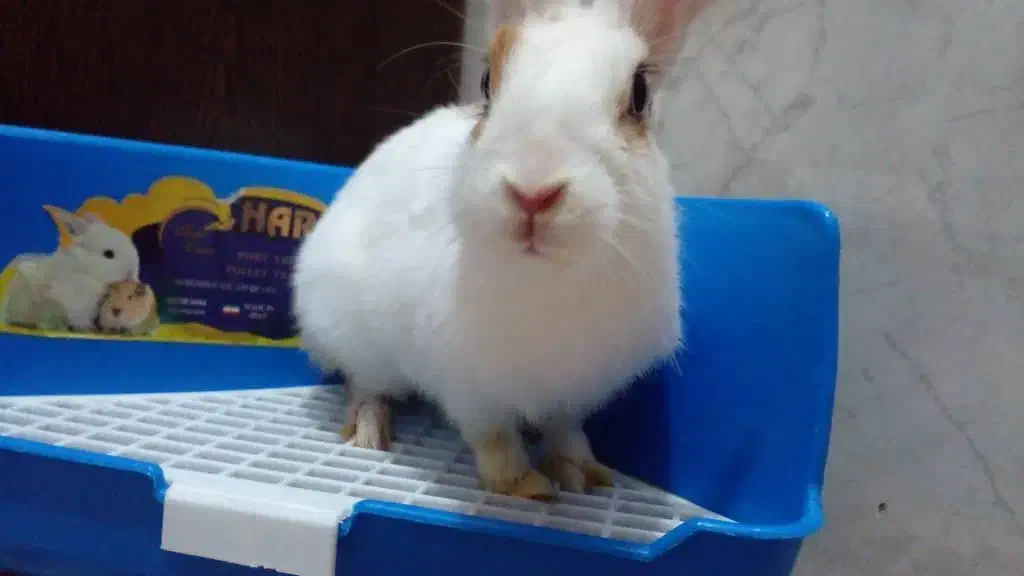 خرگوش نر ۴ماهه|موش و خرگوش|خرمشهر, |دیوار