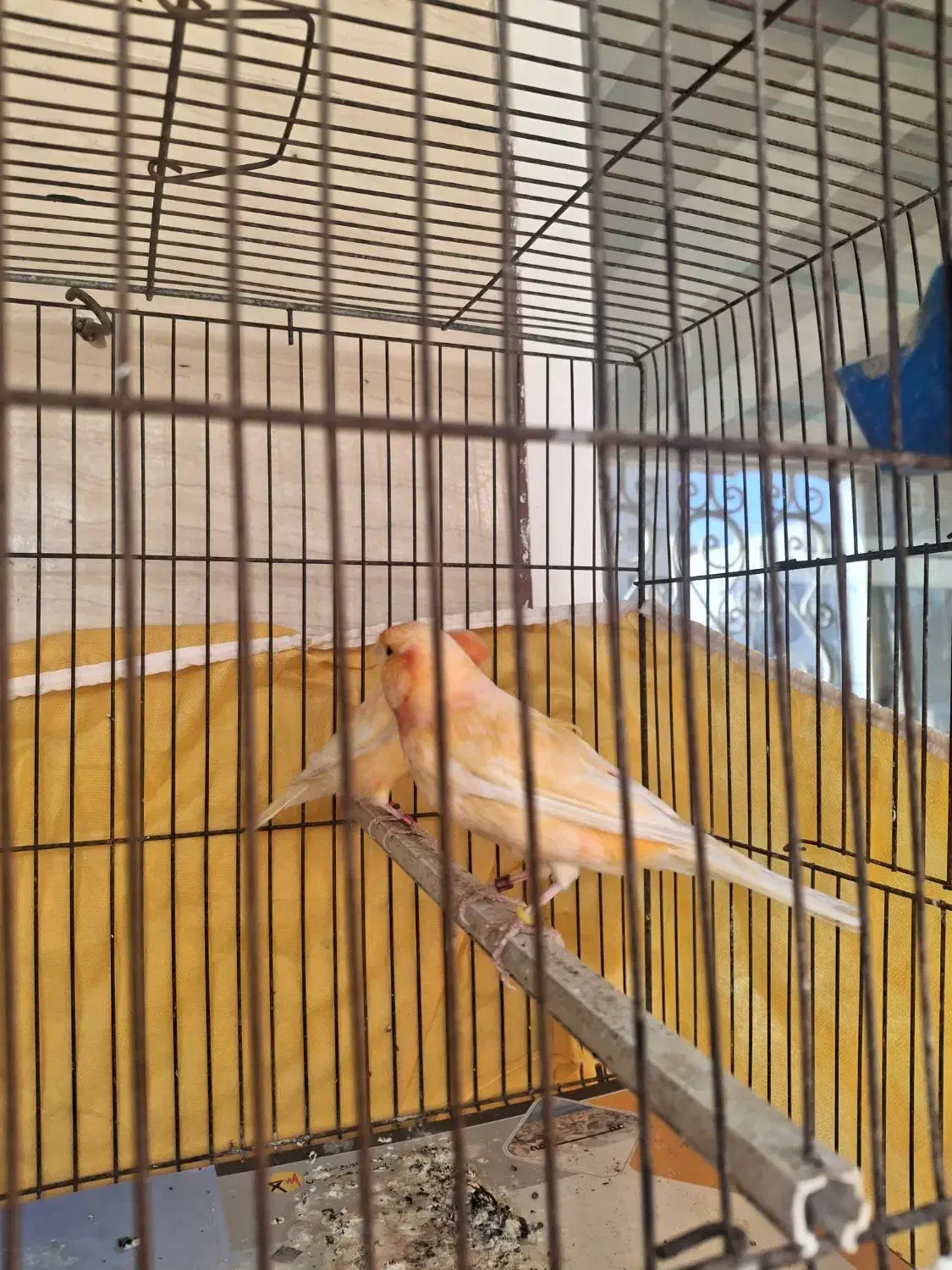 قناری نر و ماده مولد رد فکتور|پرنده|بندرعباس, |دیوار