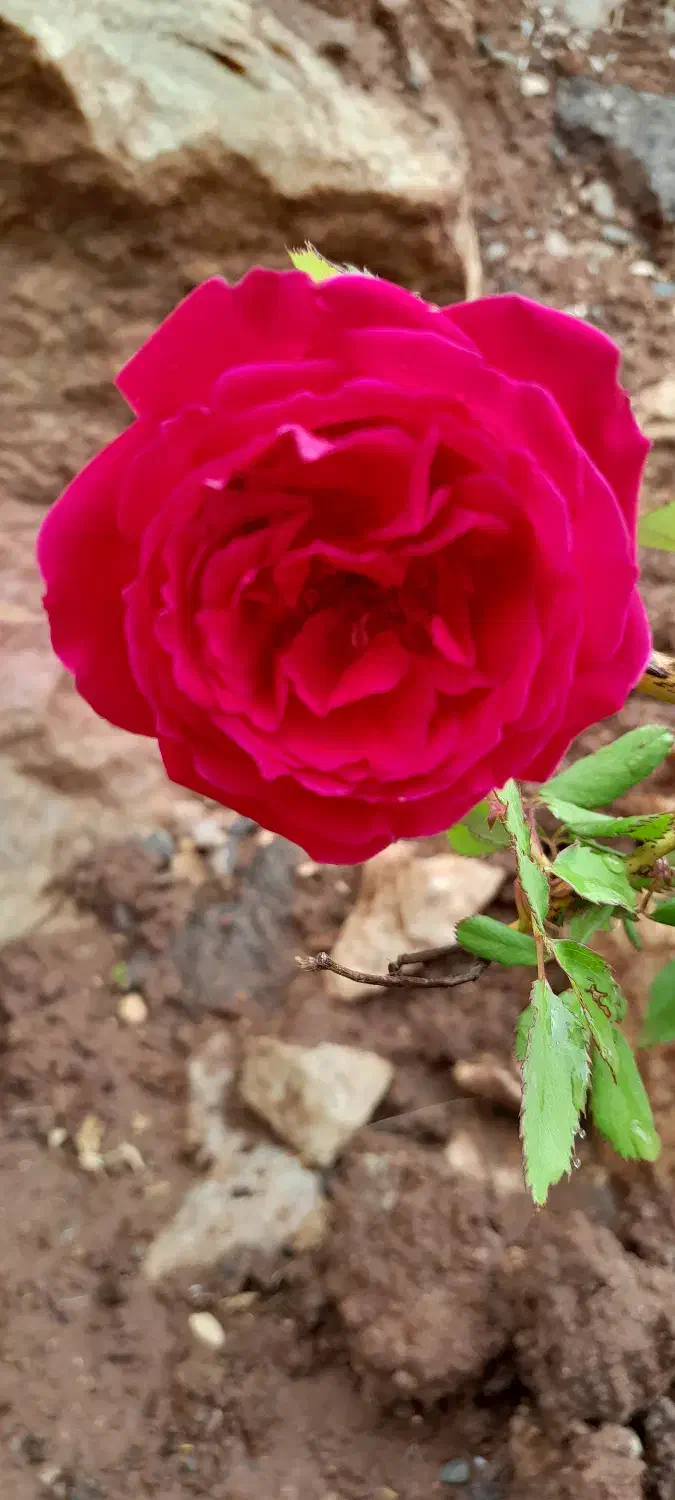 زمین مسکونی تجاری اسلام اباد|فروش زمین و ملک کلنگی|دره شهر, |دیوار