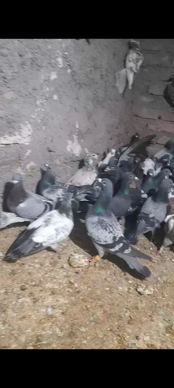 70تا کفتر|پرنده|بیرجند, |دیوار