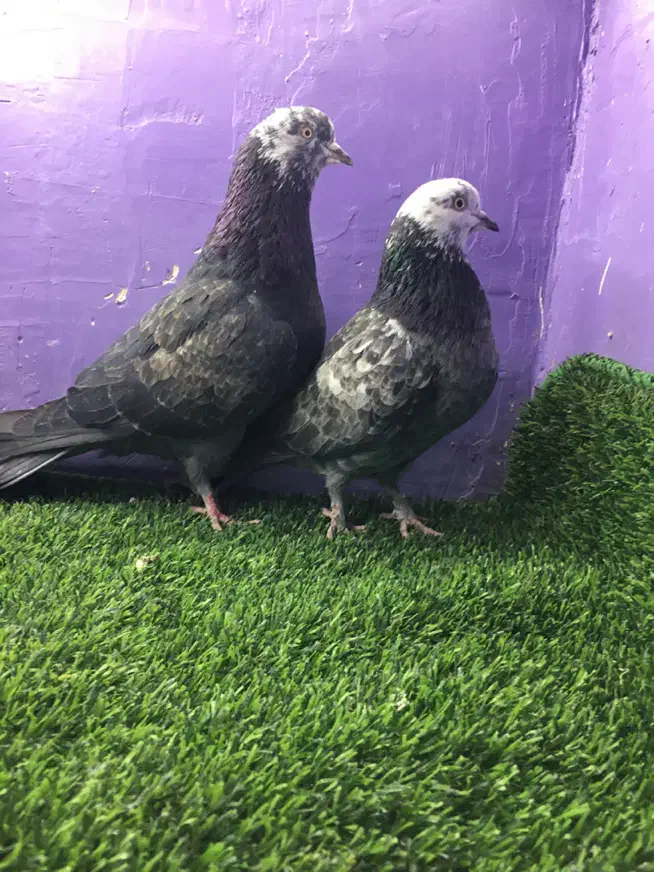 کبوتر|پرنده|تهران, خلیج فارس|دیوار