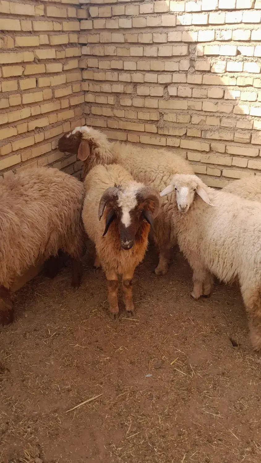 زرگان|حیوانات مزرعه|باوی, |دیوار