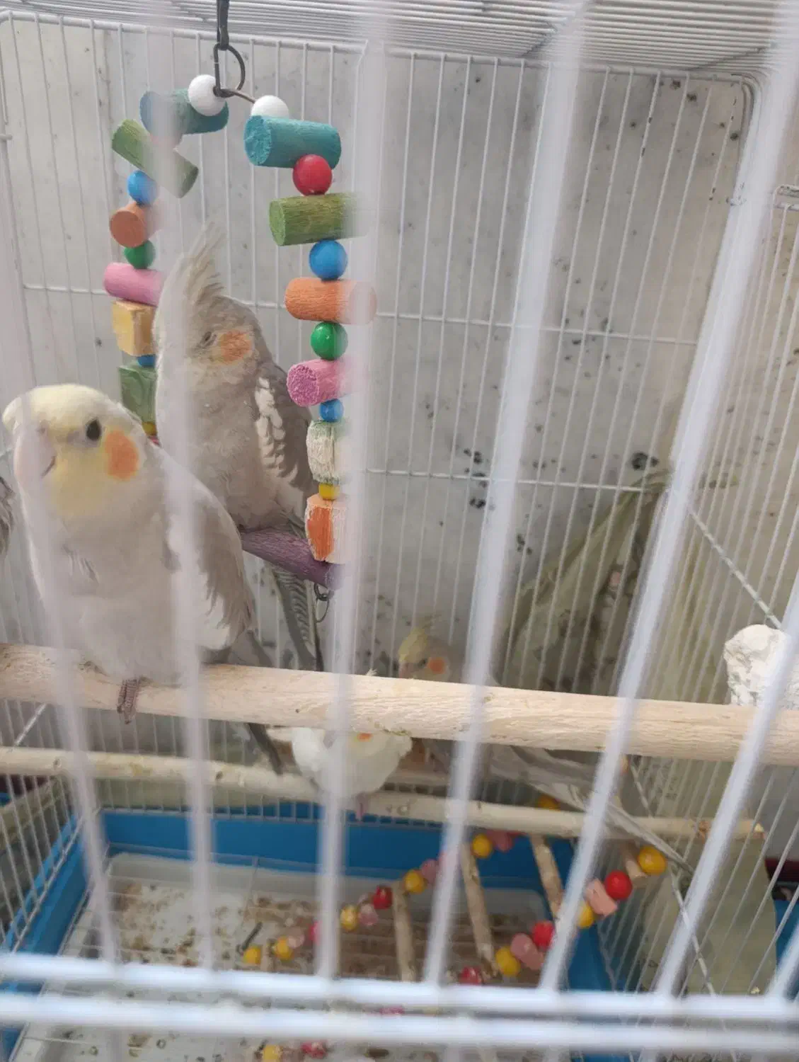 پرنده|پرنده|ماهدشت, |دیوار