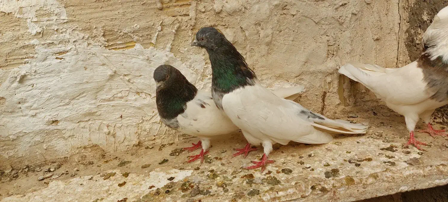 کله دار|پرنده|میانه, |دیوار