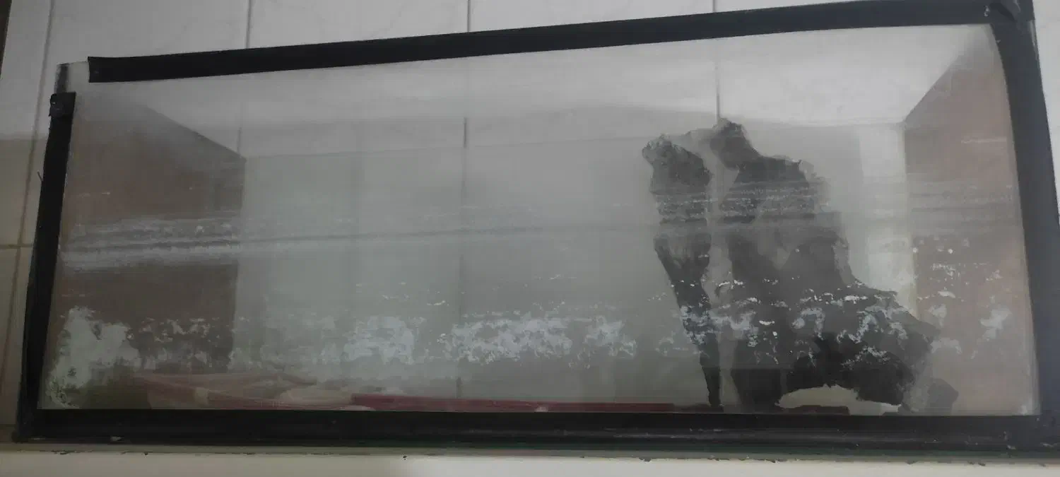 آکواریوم فروشی|ماهی|بیرجند, |دیوار