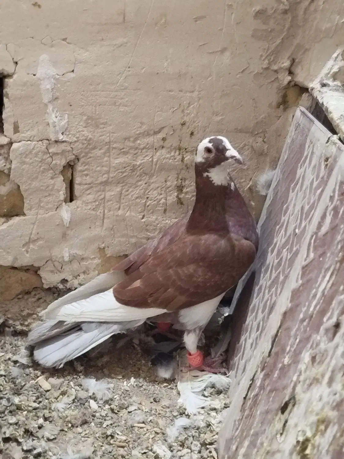 مینا سرخ|پرنده|تربتحیدریه, حاجی یار|دیوار