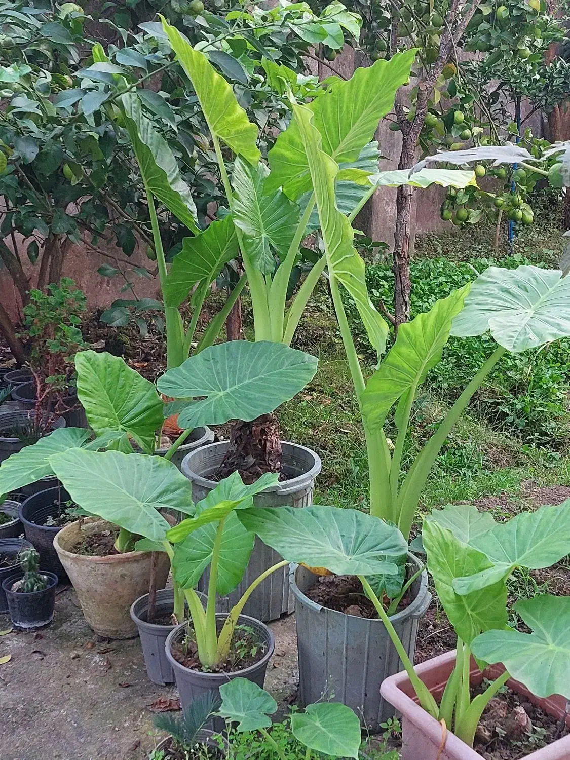 گل بابا آدم|گل و گیاه طبیعی|خمام, |دیوار