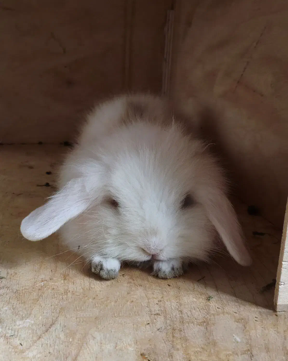 بچه خرگوش لوپ|موش و خرگوش|تهران, جیحون|دیوار