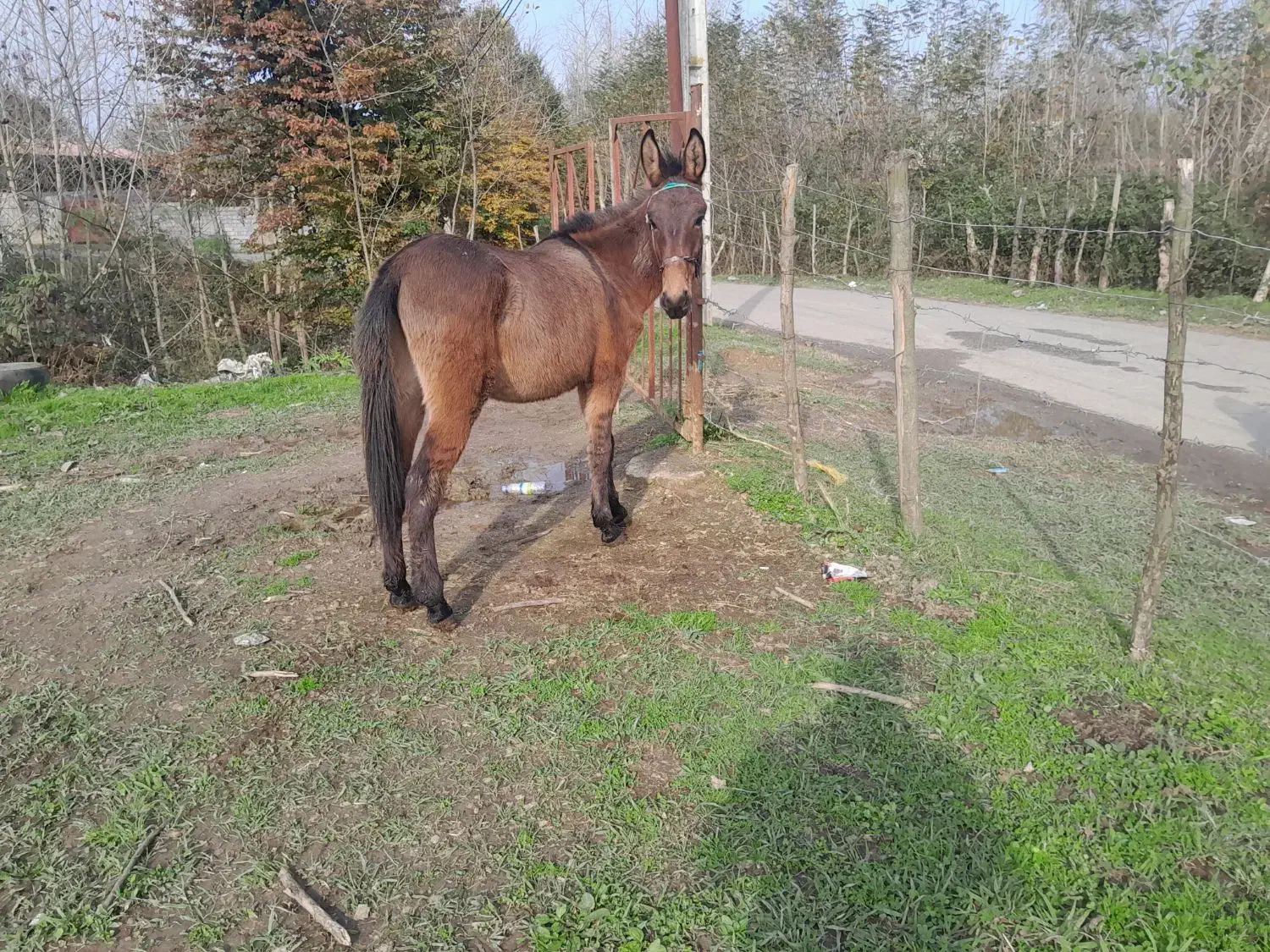 قاطر|حیوانات مزرعه|اسالم, |دیوار