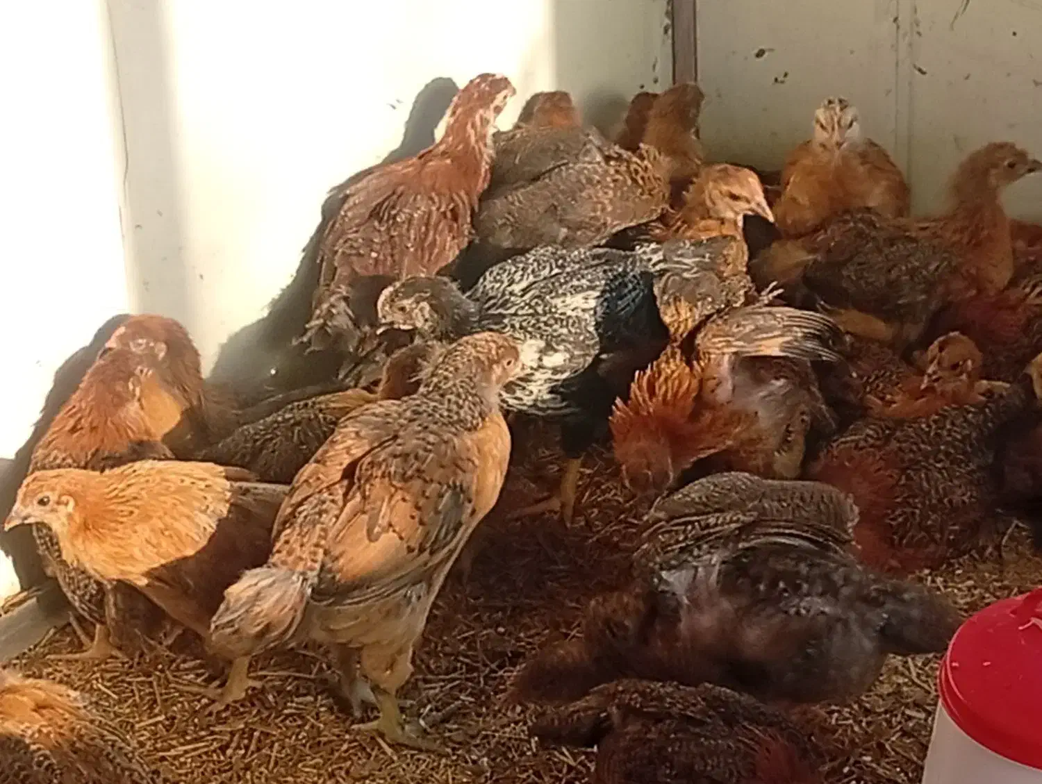 جوجه لهمن تخم گذار دوماهه|حیوانات مزرعه|قدس, شهرقدس|دیوار