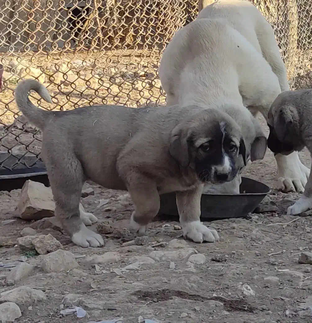 توله پژدر|سگ|دالاهو, |دیوار