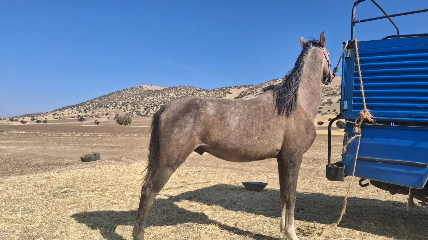 خرید و فروش اسب پالانی باری|اسب و تجهیزات اسبسواری|خرمآباد, |دیوار