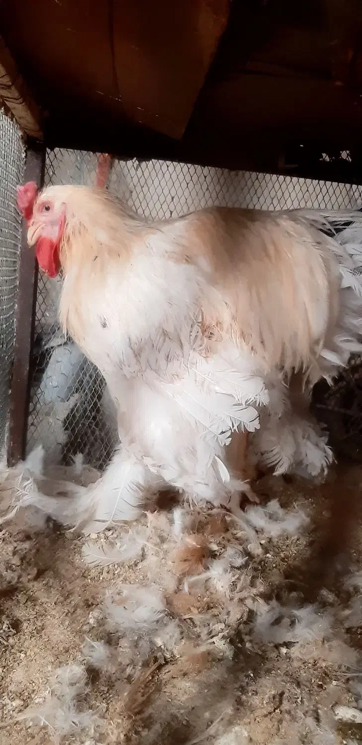 مرغ وخروس برهما|حیوانات مزرعه|بهبهان, |دیوار