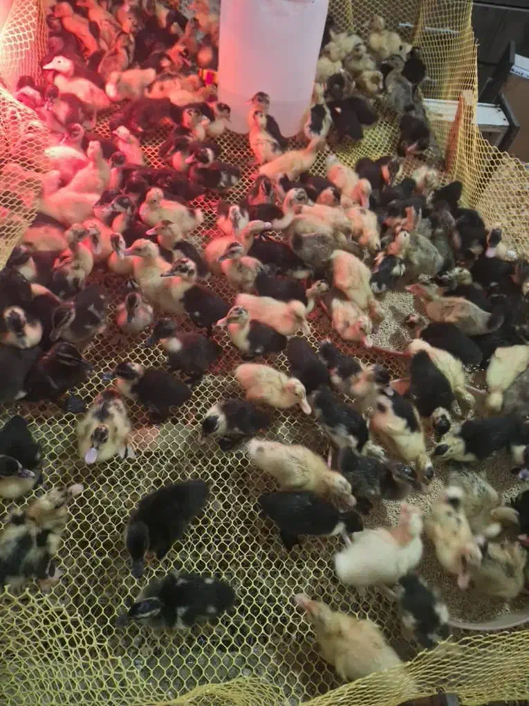 جوجه اردک 170عدد 20روزه|حیوانات مزرعه|رشت, سیا اسطلخ|دیوار