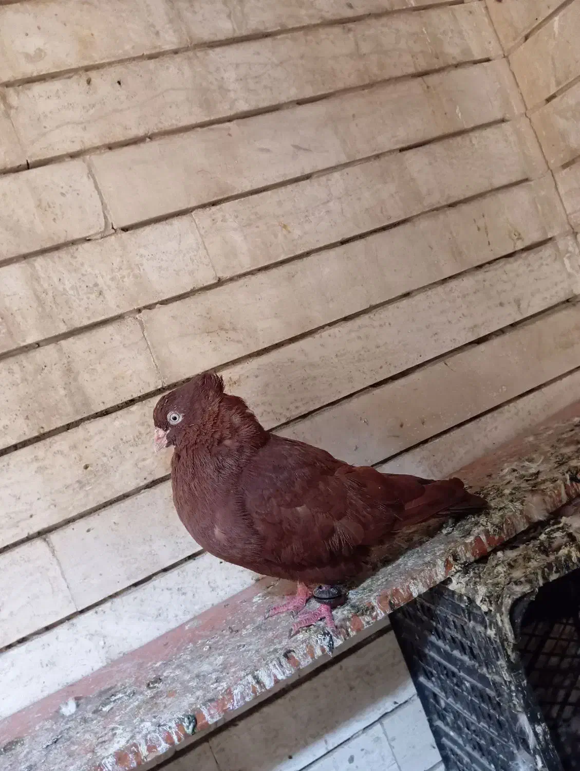 سرخ باسینه ایی|پرنده|خرمشهر, |دیوار