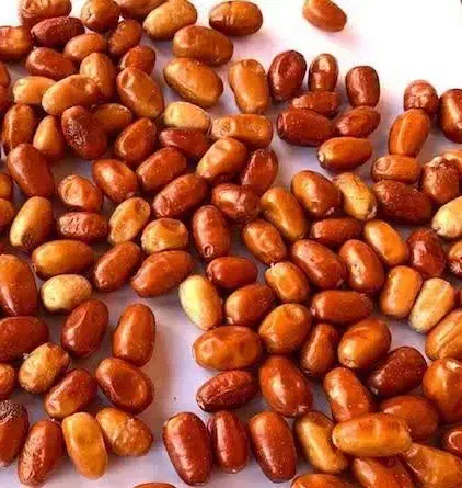 پیشفروش نهال سنجد دراوا|خدمات باغبانی و درختکاری|طبس, |دیوار