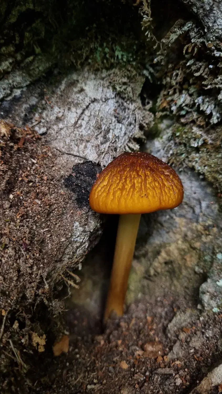 همسفر برای طبیعت|فعالیت داوطلبانه|رشت, چله خانه|دیوار