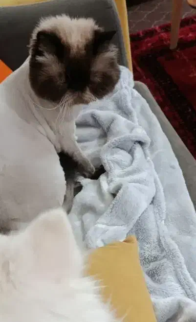 گربه بازیگوش نژاد همالیین|گربه|امیدیه, |دیوار