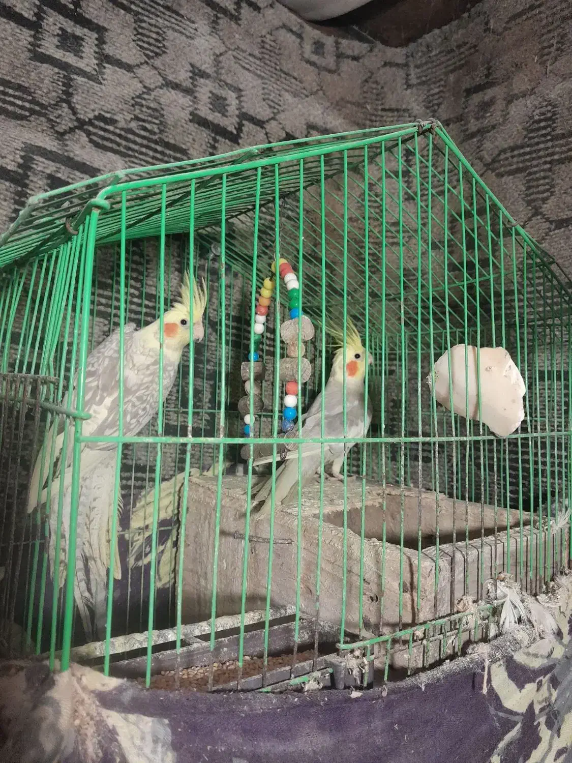 طوطی عروس هلندی|پرنده|لاهیجان, لیل|دیوار