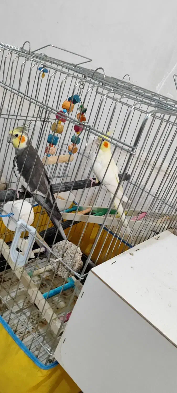 عروس هلندی نر سینامون ماده لوتینو ماده ۸ تخم|پرنده|جیرفت, |دیوار