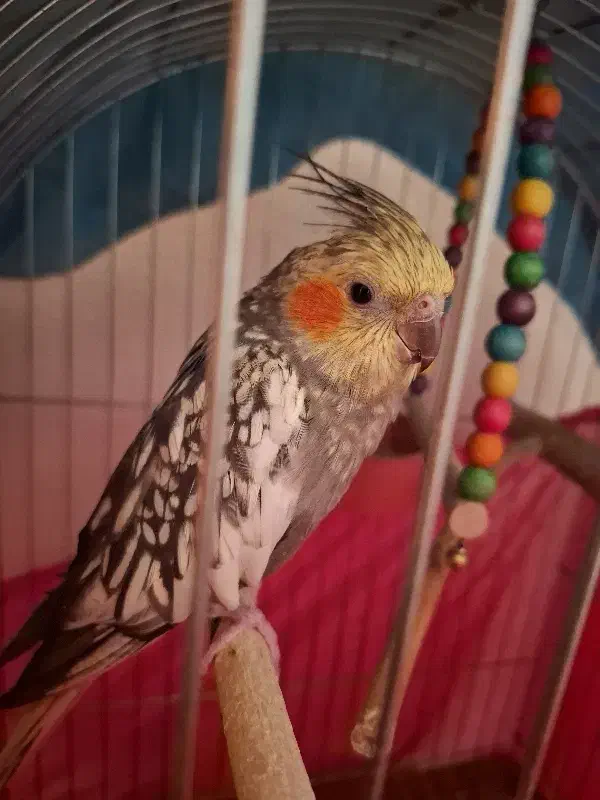 عروس هلندی|پرنده|شاهینشهر, شهرک گلدیس|دیوار