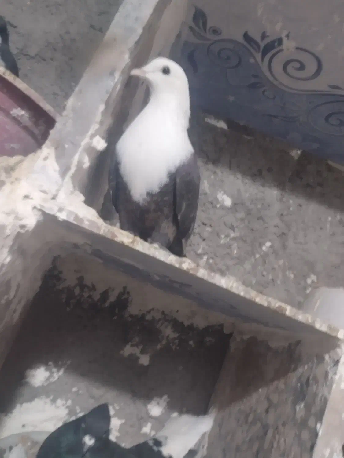 کبوتر|پرنده|زرند, |دیوار