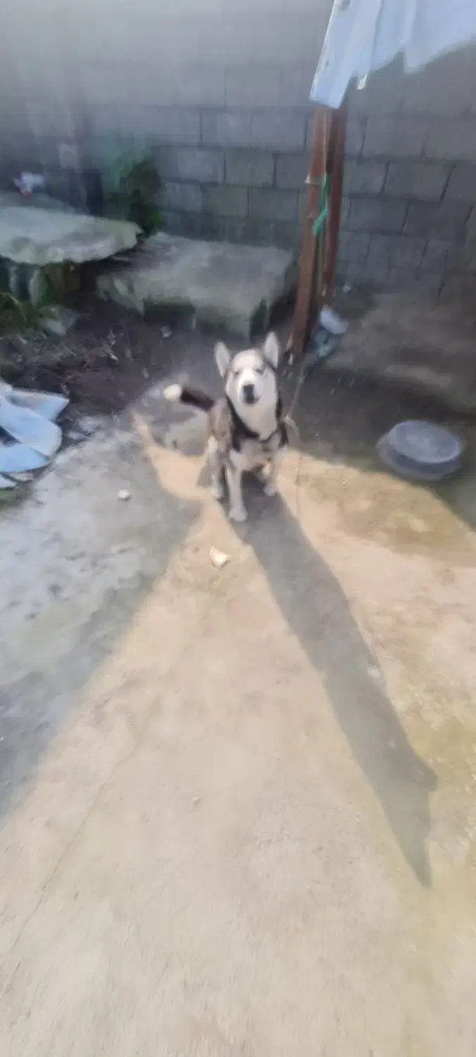 سگ ژرمن|سگ|بندر انزلی, بشمن|دیوار