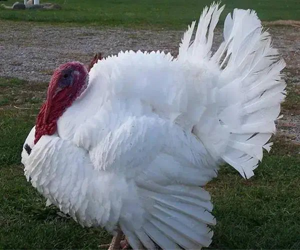 بوقلمون بیوتی ۶|حیوانات مزرعه|اصفهان, ارغوانیه|دیوار