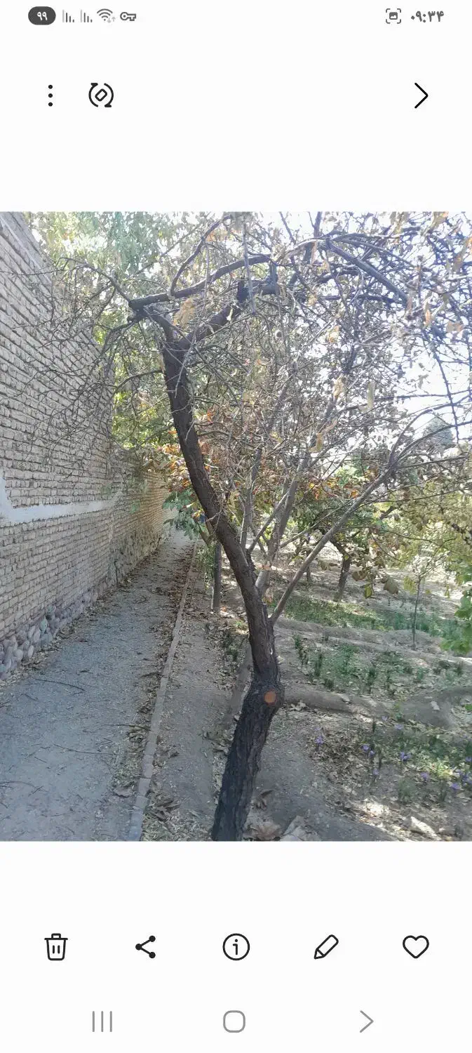 مقداری چوب ذغالی ودرخت های بادام توت گردو دیگر|خدمات باغبانی و درختکاری|رودهن, |دیوار