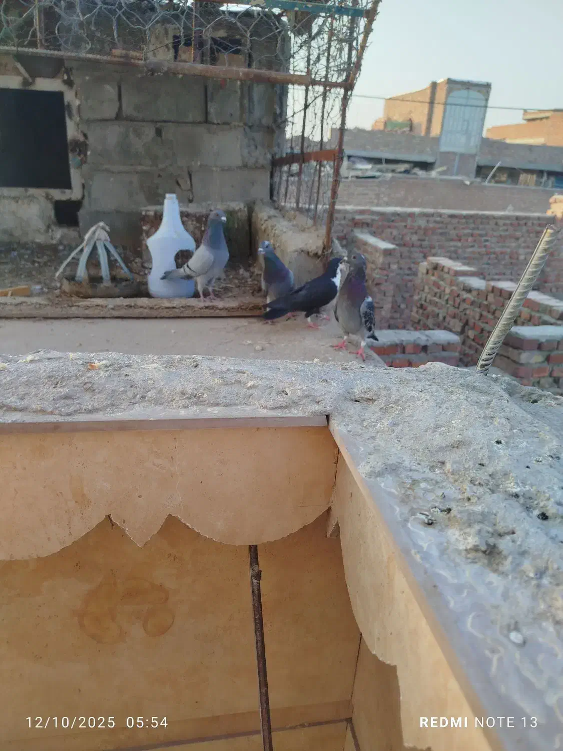 کبوتر فروشی خاش|پرنده|تفتان, |دیوار