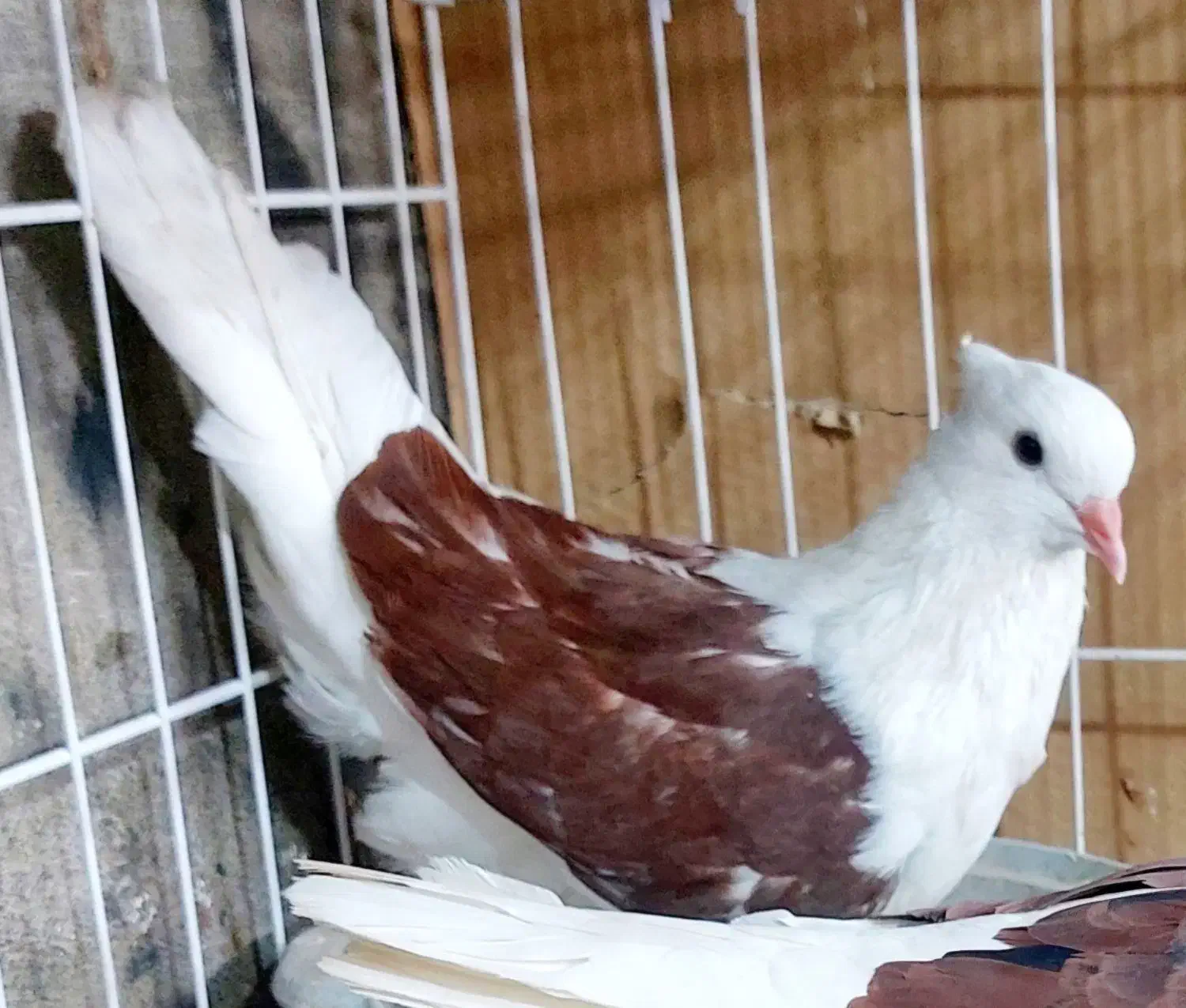 کبوتر دوکت سرخ خال سیا درشت و کشیده|پرنده|بندر ماهشهر, |دیوار