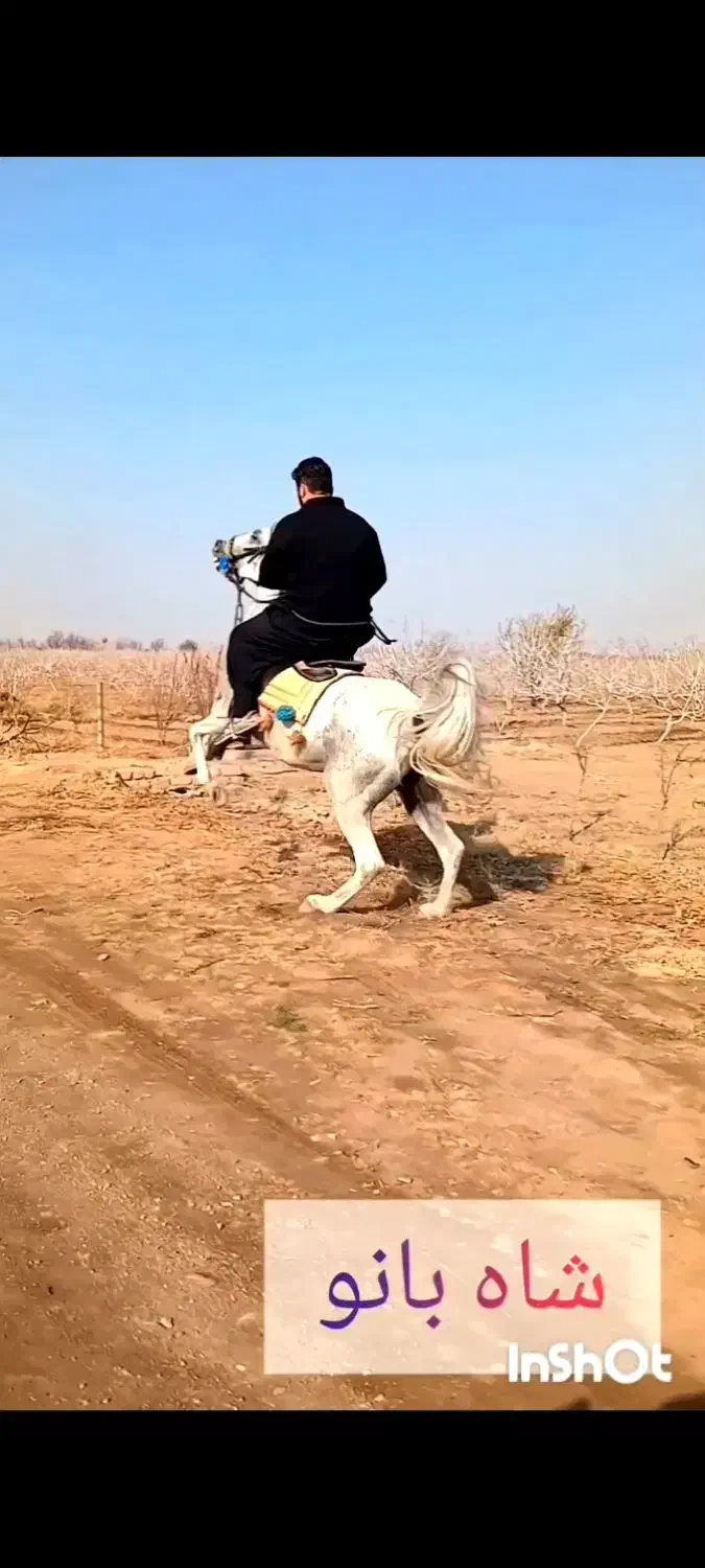 شاه بانو|اسب و تجهیزات اسبسواری|بوئین زهرا, |دیوار