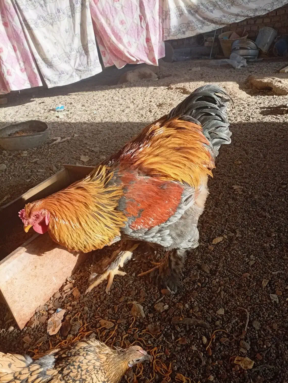 خروس برهما|حیوانات مزرعه|یزد, |دیوار