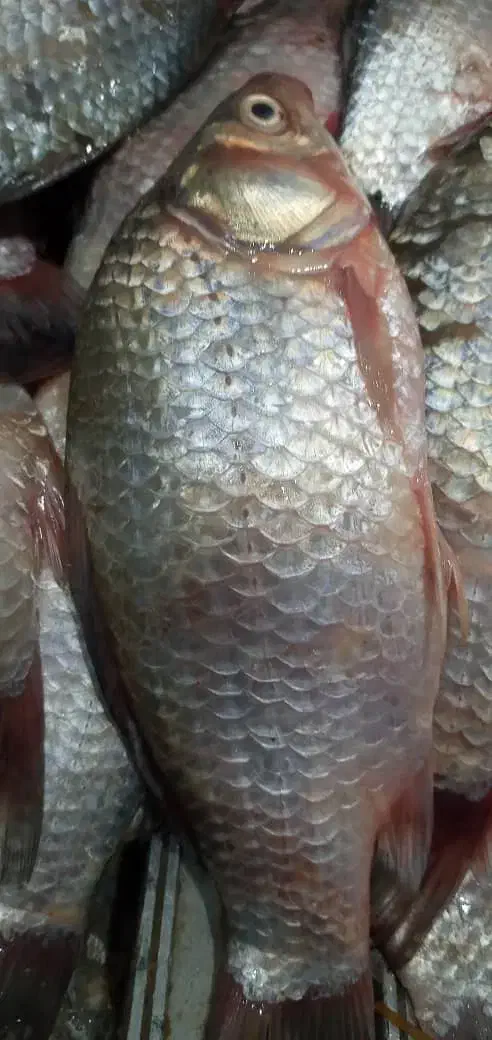ماهی کپور تازه ۵۰|ماهی|شوش, |دیوار